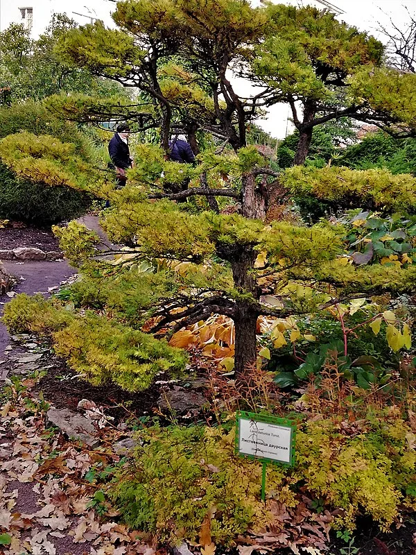 Allée du parc extérieur du jardin botanique de Saint-Pétersbourg en été