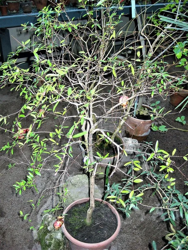 Grande serre tropicale du jardin botanique de Saint-Pétersbourg