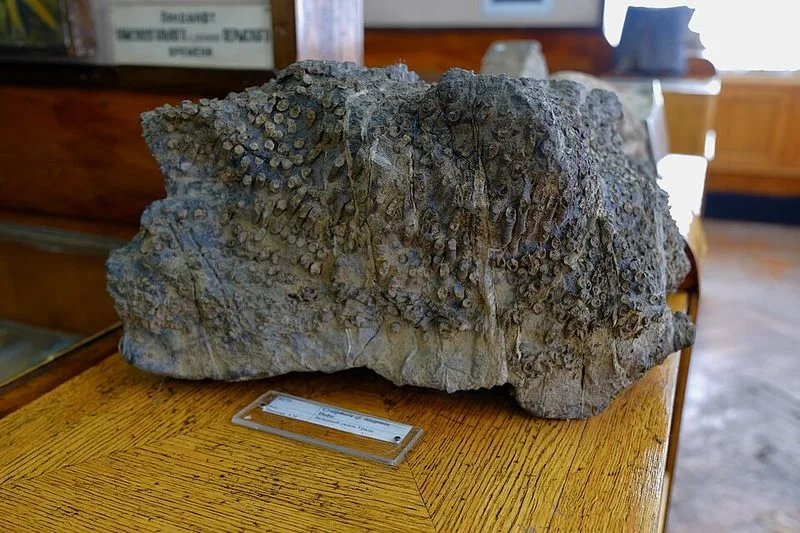 Squelette fossile exposé au Musée de géologie de Saint-Pétersbourg, Institut des Mines