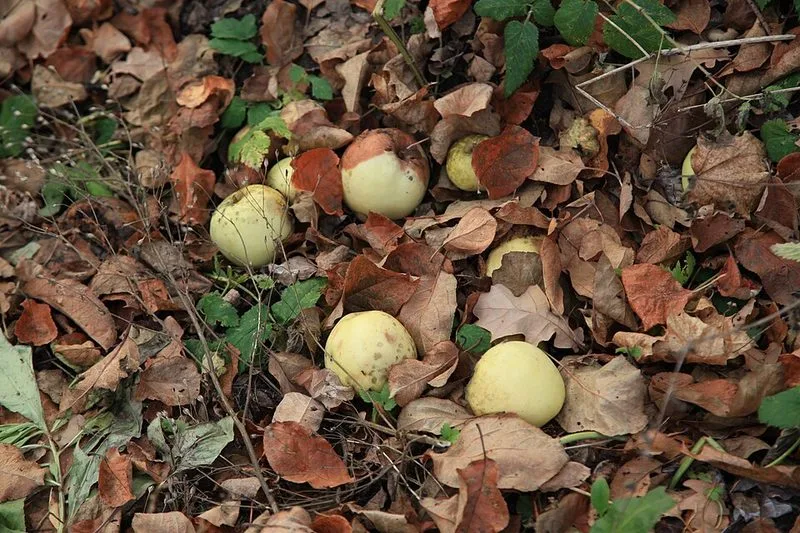Domaine de Iasna&iuml;a Poliana, r&eacute;gion de Toula, propri&eacute;t&eacute; ancestrale de L&eacute;on Tolsto&iuml; et lieu de r&eacute;daction de Guerre et Paix